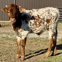 JPL Just Feel The Flame