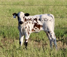 Mr. Happy x CB Annie Gitchurgun 2021 heifer