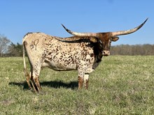 Checker's Fancy Faline JPL