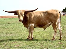 PCC CHIEF YELLOW BULL 
