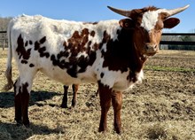 Whole Lotta Roxie JPL