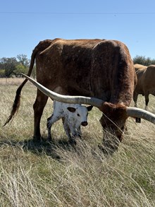 Gold Mine x Tejas Sue bull 