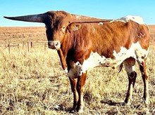 MARLBORO MAN LM