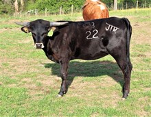 JMR NIGHTHAWK