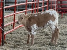Bull Calf - Double S Pearl Princess x Gold Mine 1