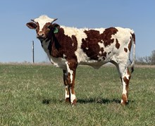 JH RURAL SAFARI SON x DCT BUTTERSCOTCH (H)