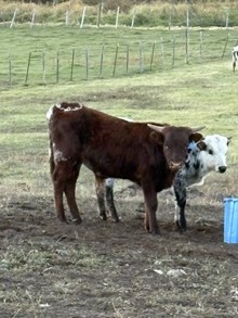 Delta Lucky Ace X Sassie Aussie 25 Bull