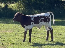Lazy Days Bull