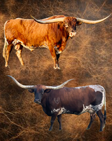 EMBRYO HEIFER SEXED (3)