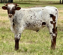 Wildfire x Bella bull calf
