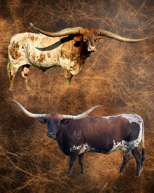 EMBRYO HEIFER SEXED (3)