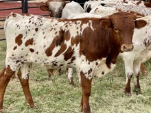 WILDFIRE x PRINCESS BULL CALF