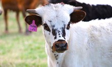 2025 Flyboy's Lulu Bull