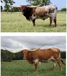 Pacific Allie/BR Cracker Jack heifer embryo calf
