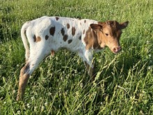 20 Shots bull calf