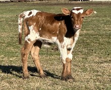 20 Gauge x Catchit Glory Bull Calf