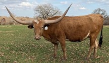 HELM Summer Bliss 192