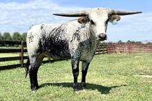 Painted Glory JPL