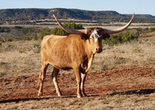 BG Very Special Cognac