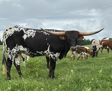 BL Rio's Copper Rolex