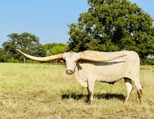 Not Forrest Gump FR 1