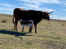 IM Bull 6/23