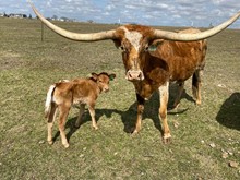 IM Heifer 28/23