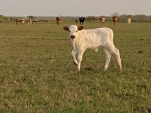 IM Bull 32/23