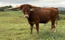 23-74 Steer