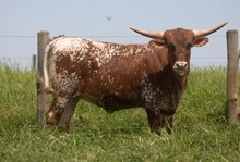 J7 LITTLE TEXANNA 🇧🇷