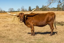 TCC JUST CALL ME RED