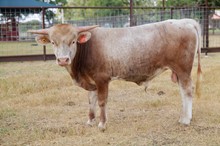 Golden Julio BCR 281