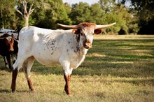 BCR LOVELY TIMES 494