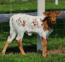 Maserati heifer 21