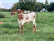 Heifer Calf