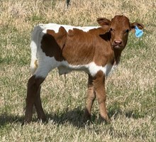 20 Gauge x Ramblin' Queen Bull Calf