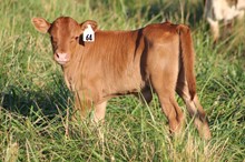 22-64 Steer
