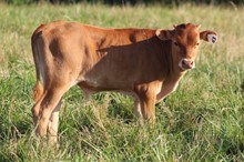 22-63 Steer