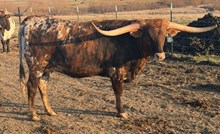 SF LACEY KAY 🇺🇸