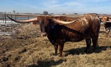 SF LACEY KAY 🇺🇸