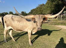 Hubbells Cloud Catcher