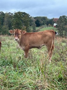 Heifer Calf