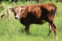 21-02 Steer