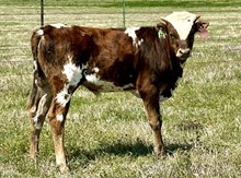 Bull calf (KDK Wildfire x Cowboy Comfort)