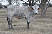 Unnamed Steer 043