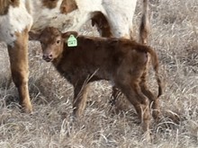 GLR HIGHER CUT GAL