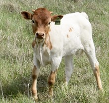 GLR  TUFF GROUND GAL