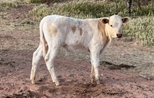 Bull Calf 1