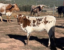 Heifer Calf