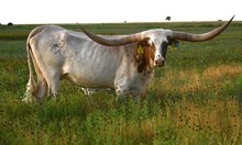 KDK WILD JASMINE